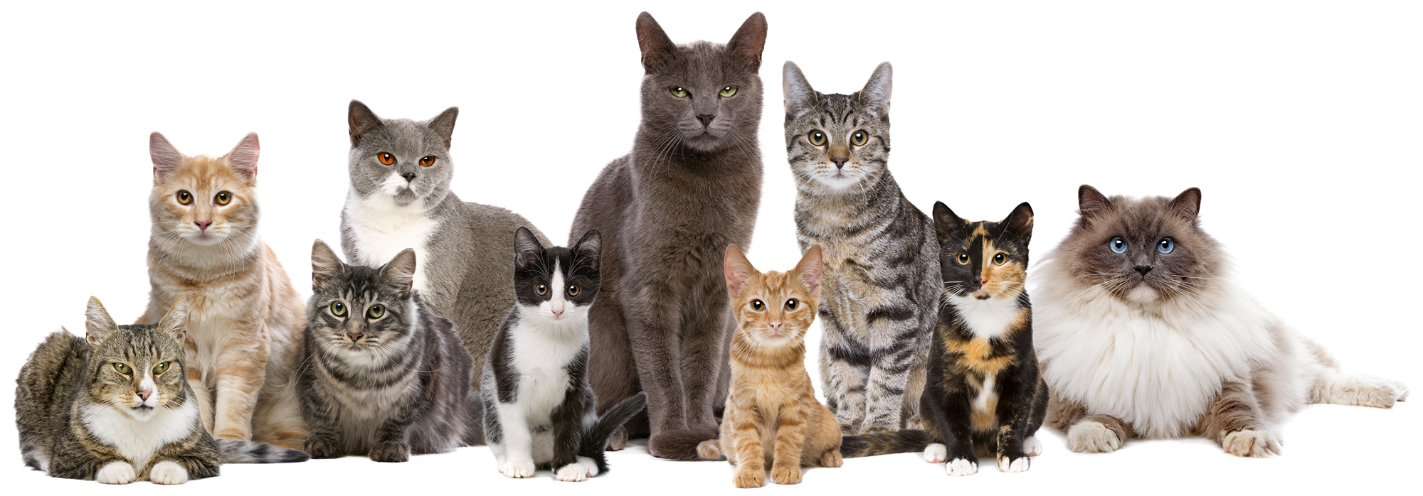 Соотношение возраста человека и кошки - Витамины Polidex